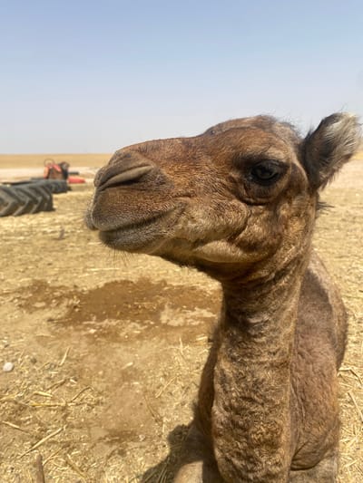 A close-up, eye-level, full-body shot captures a young camel resting on dry, straw-covered ground under a bright, clear sky. The camel, positioned centrally in the frame, faces left, its head turned towards the viewer. Its fur is a medium brown with darker, curly patches on its neck and body. The camel's eyes are dark and appear watchful.
In the background, to the left of the camel, lie several large, black tires, likely from agricultural or construction equipment. Further in the distance, a blurred figure, possibly a person, is visible near some red and black machinery. The ground is a sandy, dry earth, with scattered straw and small puddles of water. The overall environment suggests a rural or farm setting, consistent with the location of Douar Ait Daoud, Morocco, a region known for its agricultural activities and arid climate. The lighting indicates it is daytime, with a clear, unclouded sky.