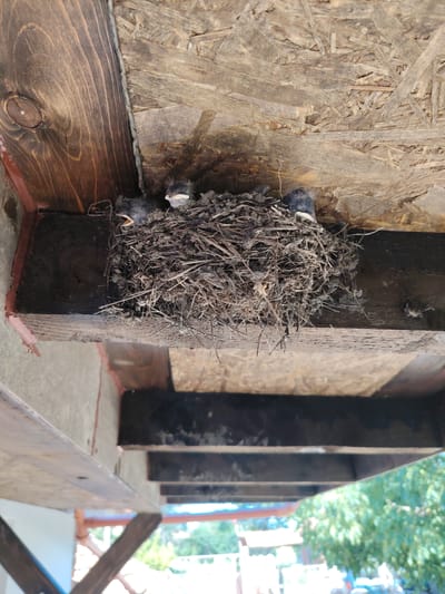 An overhead shot shows a bird's nest constructed from twigs and mud, situated beneath a wooden overhang. Three young birds, with their mouths open, are visible within the nest, appearing to be hungry. The nest is positioned on a wooden beam, with sections of plywood and other wooden structures visible above and around it. The scene suggests an outdoor setting, likely a building's eaves or a similar sheltered structure. The general environment visible in the background suggests a location with greenery and possibly some structures, consistent with a suburban or rural setting in Kozare, Bulgaria.
