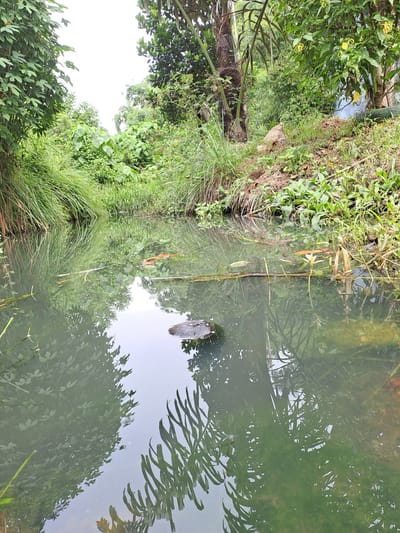 A still, greenish body of water, possibly a canal or pond, reflects the lush vegetation and overcast sky of Geulanggang Baro, Indonesia. The water's surface is disturbed by subtle ripples, and a dark, irregular object, possibly a rock or submerged debris, breaks the reflection in the lower right quadrant. Debris, including what appear to be orange leaves and dried reeds, floats on the water's surface. The banks of the waterway are densely overgrown with tall grasses, leafy plants, and trees, creating a natural, untamed environment. The overall impression is one of a serene, natural landscape within the locale.