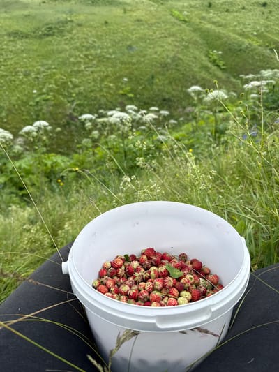 A white bucket filled with wild strawberries rests on a person's lap. The bucket is positioned on dark leggings, with tall grass and wildflowers in the foreground and background. The background shows a lush green hillside with some white wildflowers and a hint of blue flowers. The image is taken from a high-angle perspective. The location is implied to be in the city of Kalinino, Russia, based on the context provided.