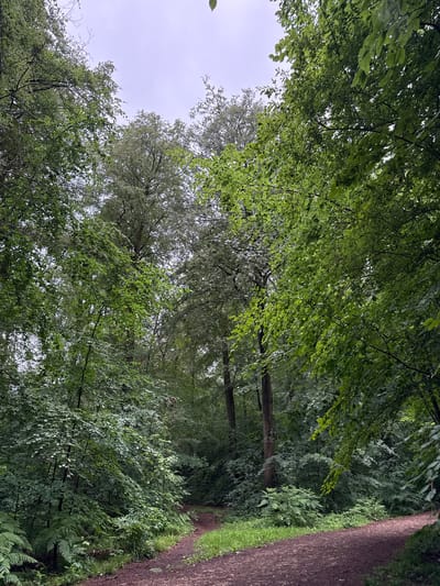 The image displays a serene woodland scene, likely taken in Penn, United Kingdom, featuring a winding path through dense foliage. A narrow, reddish-brown dirt or gravel path occupies the right side of the frame, curving gently as it recedes into the distance amidst the trees.

The primary subjects are the numerous trees, which form a lush, green canopy overhead and along the sides of the path. The leaves are predominantly vibrant green, with varying shades indicating different tree species or stages of growth; some areas of foliage appear lighter and brighter. Through gaps in the dense tree cover, especially towards the left, an overcast, pale grey sky is visible, suggesting a cloudy day with diffuse light.

The ground along the path is rich with undergrowth, including prominent ferns and other green vegetation that thrive in the shaded forest environment. No people or human activity are depicted, contributing to the tranquil and untouched atmosphere of the scene. The lighting is soft and consistent, characteristic of an overcast day, without harsh shadows. There is no visible text in the image.