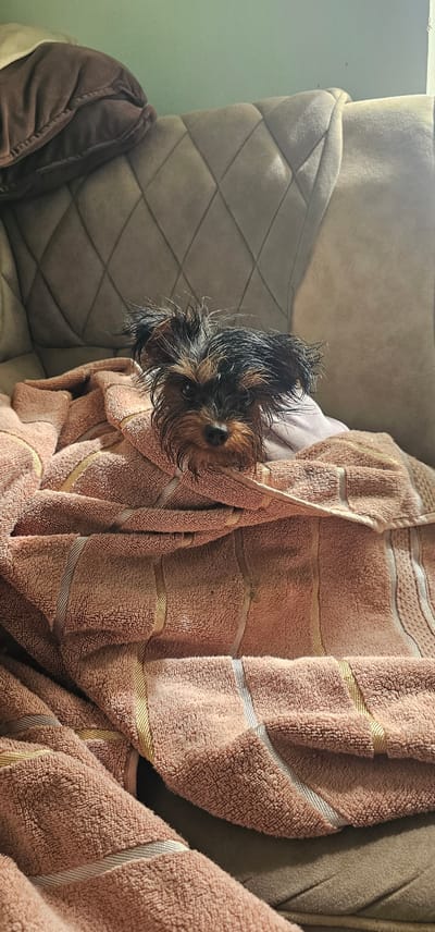 A small Yorkshire Terrier dog is wrapped in a pink towel on a couch. The dog's fur is wet and appears to be sticking up in several places. It is looking directly at the camera with its dark eyes. The couch is upholstered in a textured gray fabric and has a diamond pattern on the backrest. A brown pillow is visible on the left side of the couch. The background is a plain green wall. The scene appears to be indoors in a domestic setting, likely a living room or bedroom. There is no information in the image to suggest a location in Ленинабад, Uzbekistan.