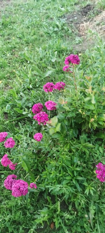 The media file depicts a close-up view of a garden in a rural setting, likely in or around Сінькоўскі сельскі Савет, Belarus. The primary subjects are clusters of vibrant pink flowers, possibly yarrow or a similar variety, scattered amidst lush green grass and foliage. The flowers are in full bloom, with dense clusters of small petals forming rounded heads. Some of the flowers are tall and stand out against the greenery, while others are smaller and closer to the ground. The surrounding grass is varied in length and texture, with some blades appearing damp, suggesting recent rain or dew. There are also some broader-leafed plants interspersed with the grass and flowers. The scene is a natural outdoor environment, with no artificial objects or people visible. The lighting suggests it is daytime, possibly overcast or late afternoon, as there are no harsh shadows. The overall impression is one of a natural, somewhat wild garden, peaceful and vibrant with color. There is no visible text in the image.