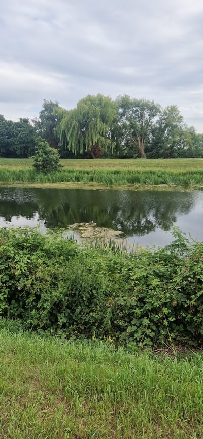 This media file depicts a tranquil natural scene along a body of water. The subjects are primarily the lush green vegetation that lines the bank of a dark, reflective river or canal. Tall trees, including a weeping willow with its characteristic drooping branches, dominate the background on the left, interspersed with other dense green foliage. The right side of the frame is filled with thick, wild bushes and tall grasses.

The water itself is still, with gentle ripples disturbing its surface, reflecting the overcast sky and the surrounding greenery. Patches of algae or pond scum are visible in the water, particularly a light-colored clump near the center. On this clump, two ducks are visible, their presence suggesting a peaceful, undisturbed environment.

The time of day appears to be overcast, with a bright but diffused light, possibly late morning or afternoon. The weather seems calm, indicated by the still water and the way the vegetation is not being buffeted by wind. The overall impression is one of a quiet, natural setting, likely in a rural or semi-rural location, given the abundant plant life and absence of man-made structures in the immediate vicinity. The location context provided is South Holland, United Kingdom, which aligns with the type of landscape shown. No text is visible in the image.