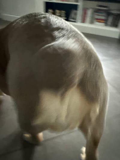 The scene, located in Limeil-Brévannes, France, depicts a domestic canine viewed from the rear in an indoor setting. The animal stands on a dark, possibly tiled or hardwood, floor. Its fur coloration transitions from light fawn or cream on its lower abdomen and legs to a grey-brown over its back and upper torso. Visible musculature is present across the back and hindquarters. The background consists of a blurred white shelving unit, populated with various indeterminate objects, suggesting a residential environment. The area is illuminated by interior artificial lighting, casting subtle shadows and highlights. No other individuals or subjects are visible.