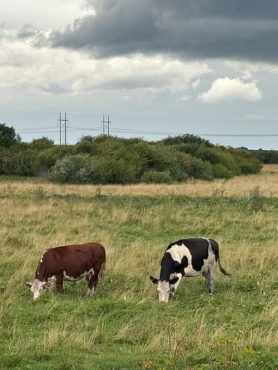 A natural, open field in Хромцово, Russia, with two cows grazing. The sky is overcast and filled with dark, heavy clouds. In the background, there are lush green trees and two electrical towers with wires running between them. The foreground is dominated by a grassy field, with one brown and white cow on the left and a black and white cow on the right. Both animals are facing down and appear to be eating grass.