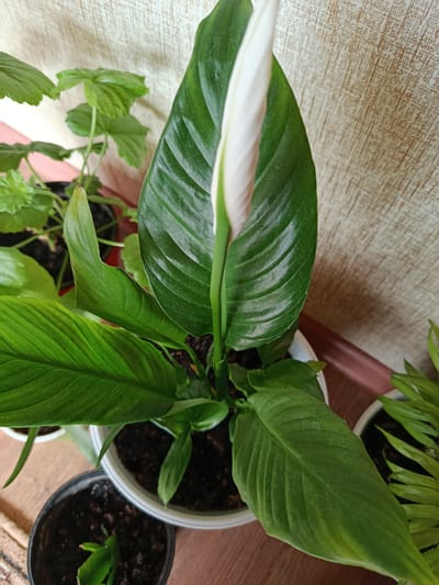 This image shows a close-up of several potted houseplants on a wooden surface. The primary subject is a Peace Lily plant in the foreground, characterized by its large, dark green, glossy leaves and a prominent white spathe enclosing a spadix. The spathe is tightly furled, indicating the flower is in the process of blooming or has recently bloomed.
To the left and slightly behind the Peace Lily, other plants are visible. One appears to be a Geranium with smaller, textured green leaves. Further to the left, another plant with broad, textured green leaves is partially visible. To the right and behind the Peace Lily, another houseplant with thinner, elongated green leaves can be seen in a white pot. In the bottom left of the image, a small black pot contains a succulent or similar plant with fleshy, pointed leaves.
The background features a textured wall, possibly wallpaper, with a light wood grain pattern. The lighting suggests an indoor setting, likely with natural light filtering in, creating soft shadows. The overall impression is one of a domestic environment where plants are being cultivated. There is no visible text in the image. The setting is identified as Chetroșica Veche, Moldova. The activity is static, focusing on the houseplants themselves.