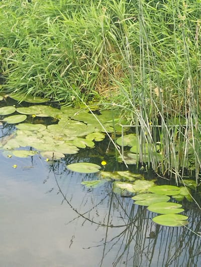 This is a vertical, medium-shot, natural-light photograph of a tranquil pond scene with lush green foliage. The foreground is dominated by the still, reflective surface of the water, which mirrors the tall reeds and greenery surrounding it. Lily pads, both broad and round, float on the water's surface, interspersed with small, bright yellow flowers. A few of these lily pads have a slightly fuzzy texture, suggesting a light covering of algae or dew.
In the background, a dense wall of vibrant green grass and tall, slender reeds rises from the water's edge. The reeds are a lighter green, with some appearing almost silvery due to the light. The grass is thick and lush, creating a sense of natural abundance. The water is dark and deep, with subtle ripples disturbing the reflection of the vegetation.
The overall impression is one of serene natural beauty, likely captured on a clear, calm day. The scene evokes a sense of peace and quiet. No people or specific man-made objects are visible, other than a faint, thin horizontal line barely visible in the middle left which appears to be a thin, metallic rod or wire, possibly a fence or part of a structure partially submerged or out of focus. There is no visible text in the image. The location context suggests a rural setting in Belarus.