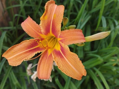 A close-up shot shows a vibrant orange daylily in full bloom, its petals unfurling outwards with a soft, ruffled edge. The flower's center is a bright yellow, transitioning to streaks of deep reddish-orange along the base of each petal, accented by scattered flecks of golden pollen. In the background, lush green foliage creates a soft, blurred backdrop, with hints of dried, lighter-colored plant matter peeking through. Several unopened daylily buds are visible to the right of the main bloom, one of them a pale, creamy green, and another small cluster of similar buds near the top. The lighting suggests it is daytime, possibly a sunny day, given the brightness of the flower. There are no people, text, or specific location cues beyond the provided context of Baryshivka, Ukraine, visible in the image. The overall impression is one of natural beauty and the simple elegance of a summer flower.