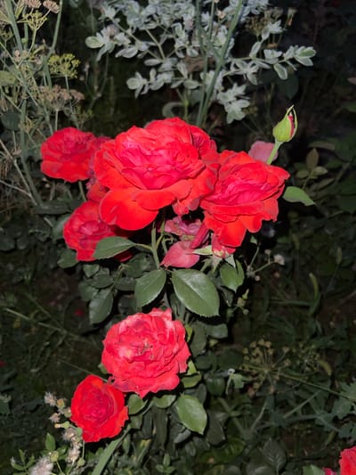 This is a close-up, eye-level, outdoor, nighttime photograph of a cluster of vibrant red roses in bloom. The roses are the primary subjects, with several fully open blossoms and one bud visible. The petals are deeply red and textured. The leaves are a dark green, and the stems are green with visible thorns. In the background, out-of-focus foliage is present, including some lighter green and white variegated leaves and delicate, feathery plants. The lighting appears to be artificial, casting shadows and highlighting the textures of the roses. The overall scene suggests a garden setting. The location is identified as Дачное, Kyrgyzstan.