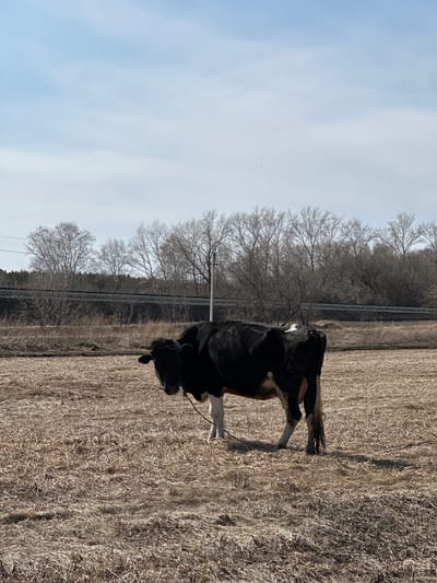 A black and white cow, appearing to be of the Holstein breed, stands prominently in an expansive, dry field under a clear, pale blue sky. The field is covered in light brown, withered grass or stubble, indicating either late autumn, winter, or early spring. The cow is positioned towards the right side of the frame, facing slightly to the left, with its head lowered.
In the mid-ground, a dense line of deciduous trees, completely devoid of leaves, stretches horizontally across the scene, suggesting the season. A fence or barrier, possibly part of a railway line or road, runs along the base of these trees. A utility pole is also visible among the trees. The background features a vast, open sky with minimal cloud cover. Several tiny specks, likely distant birds, are scattered across the sky.
The scene depicts a peaceful, rural setting during daylight hours. No specific activities beyond the cow standing in the field are apparent. There are no people visible, nor any discernible text. The overall impression is one of a calm, agricultural landscape in Савиново, Russia.