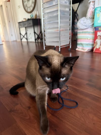 A Siamese cat with blue eyes and a pink tongue licking its nose is positioned on a hardwood floor in what appears to be a residential setting. The cat is dark brown and tan. In the background, there is a tall, clear plastic organizer with drawers, a dark console table with a clock on the wall above it, and several colorful gift bags. The scene is indoors.