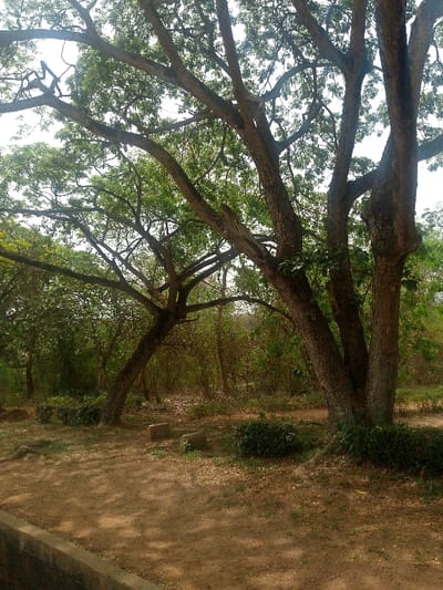 This image depicts an outdoor, treed environment located in Alabata, Nigeria, under natural daylight conditions. The upper and central portions of the frame are occupied by the extensive canopies and robust trunks of several large trees. The most prominent tree, situated on the right, features multiple substantial, textured, dark brown trunks extending upwards to support a dense overhead canopy of green foliage. Another large tree, positioned to the left and slightly further back, displays a thick, upward-sloping trunk and a similarly dense green canopy. The background is composed of a dense array of smaller trees and undergrowth, characteristic of a wooded area. The ground surface is predominantly reddish-brown earth, with scattered patches of dry grass and fallen leaves, exhibiting shadow patterns from the overhead canopy. Two rectangular, light-colored concrete blocks are positioned on the ground in the mid-left area. Small clusters of dark green shrubs are visible near the base of the prominent tree on the right and adjacent to the concrete blocks. A low, dark grey concrete or stone retaining wall is partially visible along the lower-left edge of the frame. No human figures or other animate subjects are present within the scene.