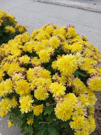 A cluster of vibrant yellow chrysanthemums with hints of pink bloom densely in the foreground, their petals fanning out in a textured display. Behind the main cluster, more yellow flowers are visible, some appearing slightly past their prime with browning edges. The flowers are set against a backdrop of grey pavement with visible lines, suggesting an urban or semi-urban environment. A hint of darker soil is present at the bottom right edge of the frame. The lighting suggests an overcast day or soft, diffused sunlight. No people or animals are present in the image. The scene is located in Bazar-Korgon, Kyrgyzstan.