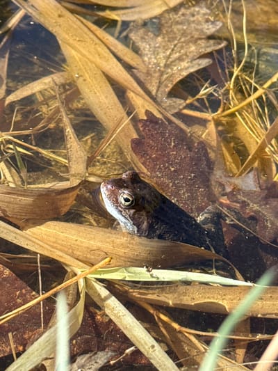 A frog is partially submerged in a body of water, surrounded by tall grasses and submerged leaves. The frog's head and eye are visible above the waterline. The water is slightly murky, with brown and green hues. The scene is likely an outdoor natural environment. Starosel'e, Russia is not identifiable in this image.