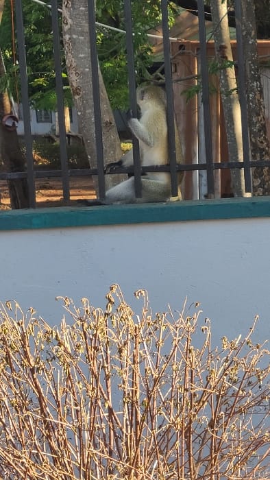An outdoor scene in Sanya Juu, Tanzania, depicts a vervet monkey positioned behind a black metal fence. The monkey, with light grey fur, sits on a lower horizontal bar of the fence, facing right with its head slightly turned, gripping a vertical bar with its right hand. Its left hand rests on its lap. Below the fence, a white concrete wall with a dark green trim spans horizontally across the midground. In the immediate foreground, a dense array of light brown, bare branches with minimal dried foliage is visible. The background reveals several tree trunks with some green leaves and a partial view of a white-walled building with a dark-framed window. Natural daylight illuminates the scene.