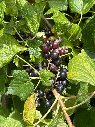 The image is a close-up, outdoor shot of blackcurrant berries growing on a bush. The berries are dark purple to black and clustered together on thin stems. Some redder, less ripe berries are also visible. The bush has bright green leaves, some of which are partially yellowed or spotted. The lighting suggests it is daytime, with sunlight filtering through the leaves and casting shadows. The scene appears to be in a natural or garden setting. The specific location of Кашат, Kyrgyzstan is not visually discernible from the image itself.