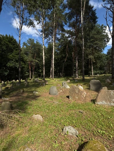 This is a photograph of an outdoor scene featuring a row of tall trees with a grassy area dotted with rocks and some scattered smaller stones in the foreground. The trees on the left are primarily coniferous, with some lighter-barked deciduous trees interspersed. The ground is covered in green grass, with patches of drier earth and fallen leaves. Several large, rough-hewn stones are visible on the right side of the image, some partially covered in moss. Smaller stones are arranged in a line leading into the background, suggesting a possible pathway or border. The lighting suggests it is daytime, with shadows cast on the grass, indicating the sun is at an angle. The sky is blue with a few scattered white clouds, visible through the tree canopy. The overall impression is a natural, possibly historical or memorial site, given the arrangement of stones. There is no visible text in the image.