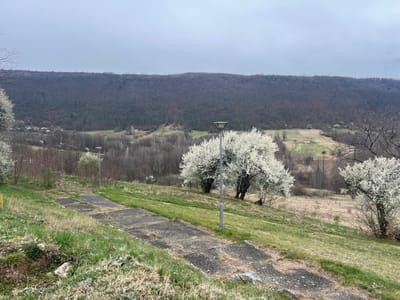 The image displays an outdoor, rural landscape in Despotovac Municipality, Serbia, under an overcast sky. In the foreground, a worn, multi-segment concrete path ascends a grassy slope, becoming partially overgrown with green and dry grass and weeds. To the immediate left of the path, a small depression with exposed rocks and sparse vegetation is visible. Three grey, cylindrical street lamps with bell-shaped fixtures are positioned along the path, with one prominent in the mid-right. Several deciduous trees densely covered in white blossoms are located in the mid-ground, predominantly to the right of the path, with additional blossoming trees appearing further back. Beyond the immediate slope, a valley contains patches of green grass, areas of bare earth, and numerous leafless deciduous trees and bushes. A small building with a distinctive red roof is situated in the valley towards the right. The background is dominated by a dense, dark, bare forest covering a large hill or mountain range that extends across the horizon, beneath a uniformly light grey sky. No individuals are present in the scene.