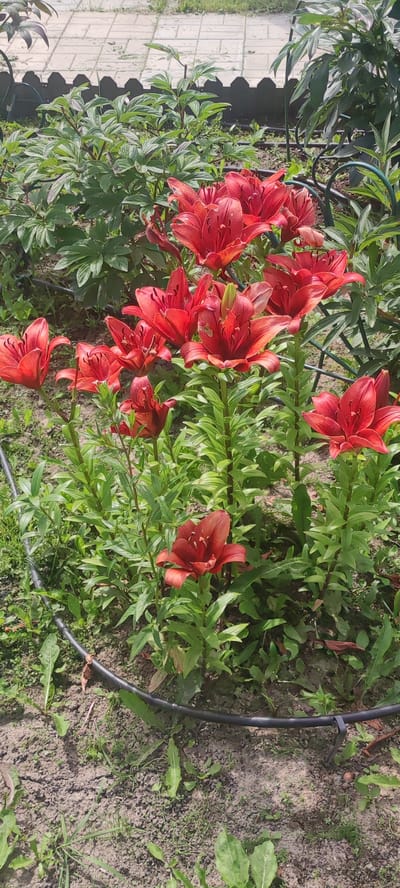 In Filippovskoe, Russia, a garden bed features a cluster of vibrant red lilies in bloom. The lilies are various stages of opening, with some fully unfurled and others still in bud. Lush green foliage surrounds the flowers, and the ground beneath is a mix of soil and sparse green plants. A black irrigation hose is visible running through the lower portion of the image. In the background, a light-colored paved area and more green foliage are discernible, suggesting the garden is part of a larger outdoor space. The overall impression is that of a well-maintained garden on a sunny day.