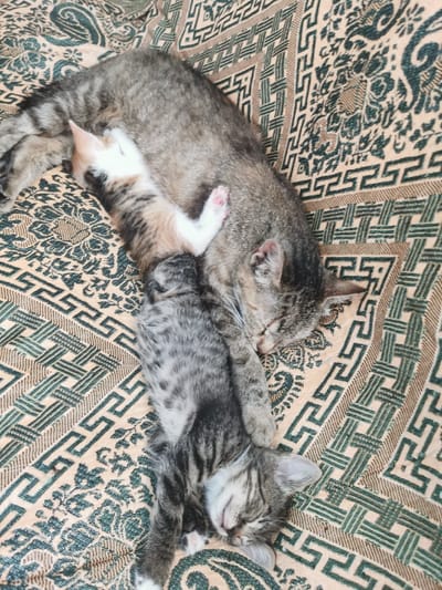 A tabby cat is sleeping on a patterned blanket with two kittens. One kitten is nestled against the mother cat's belly, and another kitten is sleeping near the mother cat's tail. The blanket has a geometric pattern with shades of beige and green. The scene appears to be indoors. The location of Pociumbeni, Moldova is not depicted or suggested by the image.