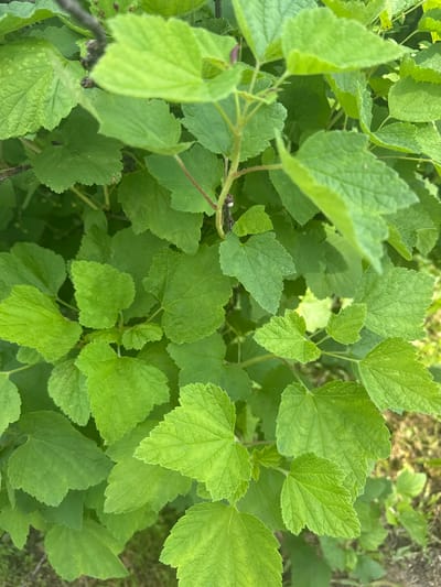 The image displays a close-up view of lush, vibrant green leaves belonging to a bush. The leaves are broad with serrated edges and exhibit a slightly crinkled texture. Some leaves show a lighter green hue in their centers, while others are uniformly colored. Thin, reddish-brown stems are visible, interspersed among the foliage, with a few small, dark reddish buds or remnants of flowers. The background consists of a soft, blurred green and brown texture, suggesting other foliage and possibly soil or dry grass. The lighting appears natural, casting subtle shadows and highlighting the details of the leaves. This scene is likely located in a natural outdoor environment, such as a garden or park, in the city of Luptyug, Russia. There are no people or animals visible in the image.
