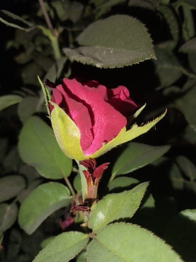 A close-up, vertically oriented, low-light photograph captures a partially bloomed dark red rosebud with green sepals. The rose is the central subject, positioned slightly to the left of the frame's center. Its petals are unfurling, revealing a deep red hue. The sepals, which enclose the bud, are a vibrant lime green and are covered in fine, white hairs.

Surrounding the rose are several green leaves, some in focus and others blurred by the shallow depth of field. These leaves are serrated along their edges. The background is dark and indistinct, suggesting an outdoor setting at night, possibly a garden.

The image provides a detailed view of the rosebud and its immediate surroundings, with a focus on texture and form. The lighting is artificial, casting shadows and highlighting the texture of the petals and sepals. No people are present in the image, and no actions or interactions are depicted. The scene is static and naturalistic, focusing solely on the botanical subject.

This image does not contain any information that would allow for the determination of its location in the city of Muminabad, Uzbekistan.
