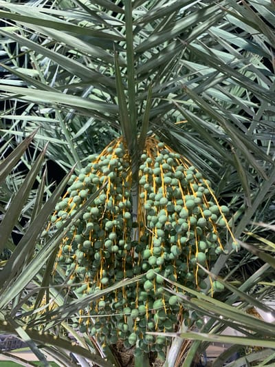 The image shows unripe dates growing on a date palm tree in Al Jubaylah, Saudi Arabia. The dates are green and clustered tightly on yellow stalks, surrounded by the palm's spiky, grey-green fronds. The background appears dark, suggesting the photo was taken at night.