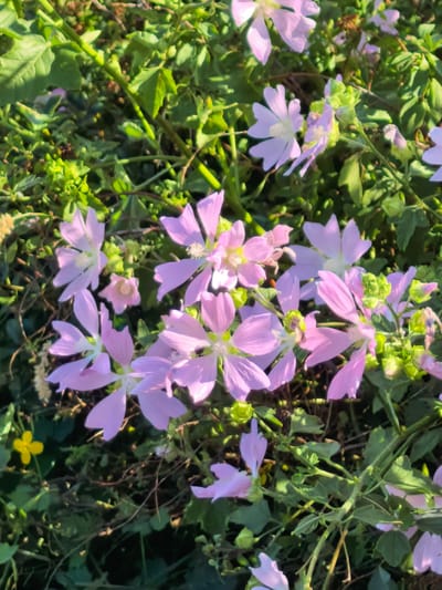 The image shows a close-up of several light purple mallow flowers and green foliage. The flowers have five petals each and appear to be in various stages of bloom, with some fully open and others partially closed. The leaves are a vibrant green and some are partially obscured by the flowers. There is also a single small yellow flower in the lower left corner of the image. The overall impression is of a natural, outdoor setting, likely a garden or meadow, bathed in sunlight. This scene could be located in Shikhan, Russia, given the provided context, where such wildflowers are common. No people or animals are visible in the image. The lighting suggests it is daytime, with sunlight casting shadows and highlighting the delicate details of the petals and leaves.