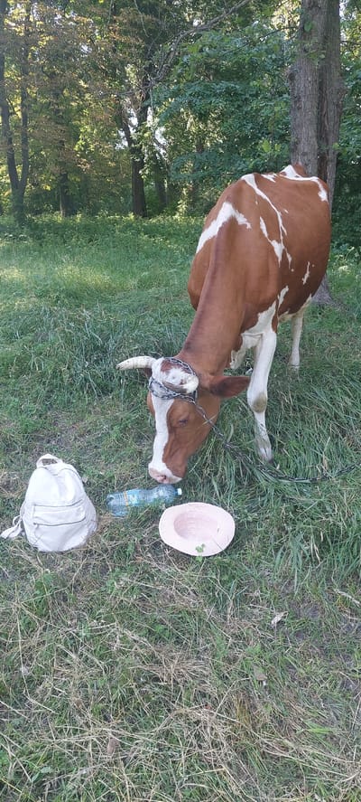 In Voronkiv, Ukraine, a brown and white cow with a metal chain around its neck stands in a grassy area with trees in the background. In front of the cow, on the grass, are a white backpack, a plastic water bottle, and a pink straw hat. The cow is looking down, seemingly interacting with the water bottle. The environment appears to be a rural or park-like setting.
