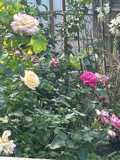 This media file depicts a close-up view of a rose bush with various blooms and foliage. The subjects are predominantly the roses, which vary in color from vibrant pink and pale yellow to white, with some showing signs of wilting. The scene is natural and appears to be an outdoor garden setting, possibly in Prokhladny, Russia, given the location context.
The activity is simply the visual representation of the rose bush in its current state. There are no people or specific events taking place. Notable details include the detailed texture and layered petals of the roses, as well as the lush green leaves that surround them. The lighting suggests it is daytime, with sunlight casting shadows and highlighting certain areas of the foliage and flowers, creating a naturalistic and somewhat dappled effect. The presence of some wilting flowers might indicate a stage in the blooming cycle or the time of year.
There are no visible signs of text within the image. The overall impression is one of natural beauty and the life cycle of flowers. The background shows hints of a wire fence and what might be a building structure, further grounding the scene in a domestic or garden environment. The composition focuses heavily on the floral elements, drawing the viewer's eye to the intricate details of the roses and their surrounding greenery.