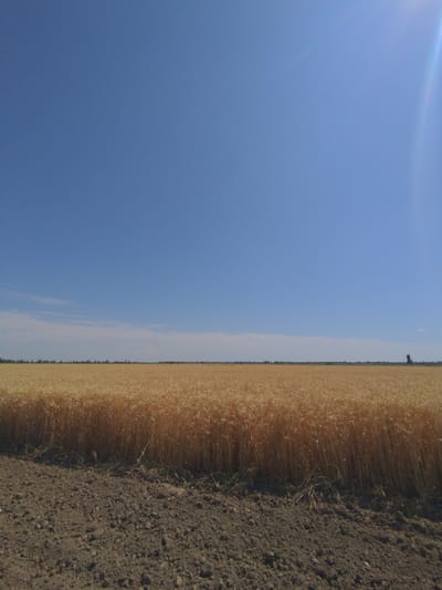 The image depicts a wide, open field of ripe wheat under a clear, bright blue sky. The wheat stalks are a golden-yellow color, indicating they are ready for harvest. In the foreground, the soil is dark brown and appears tilled, with some dry grass scattered on the surface. The horizon line is visible in the distance, where a thin line of trees and some structures can be seen. The sun is high in the sky, casting a bright light and creating a lens flare in the upper right corner of the image. This scene is likely a rural agricultural area.