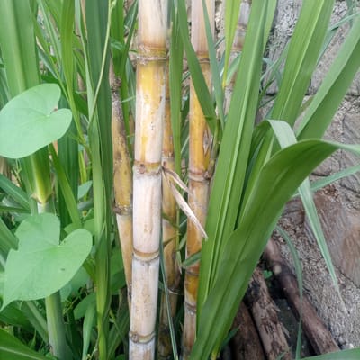 The scene, identified as Kimorori/Wempa ward, Kenya, depicts a close-up of dense vegetation. Multiple mature sugarcane stalks, predominantly yellow-white to tan in color with distinct nodes and remnants of dried leaf sheaths, are centrally featured and extend towards the right. These are surrounded by numerous vibrant green, elongated sugarcane leaves, which occupy a significant portion of the frame. Broad, heart-shaped green leaves from an unidentified vine-like plant are interspersed, visible in the upper-left and lower-left quadrants. The background consists of a rough, light grey and brown textured surface, consistent with a stone or concrete wall. In the lower-right portion, several weathered dark brown wooden pieces or branches are partially visible on the ground. No human figures or discernible animal life are present, and no active interactions or specific actions are depicted within this static botanical environment.