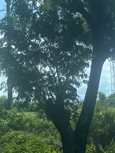 The image depicts a dense green foliage scene dominated by the silhouette of a large tree in the foreground. The tree has a thick, dark trunk that splits into two main branches. Its leaves are dark and form a canopy that partially obscures the sky, revealing patches of blue and white clouds. To the right of the tree, a tall, metallic tower structure is visible against the sky, suggesting an urban or semi-urban environment. The background is filled with more lush green vegetation, indicating a natural or park-like setting. The lighting suggests it is daytime, possibly late morning or early afternoon, with sunlight filtering through the leaves. The overall impression is one of natural beauty mixed with human infrastructure.