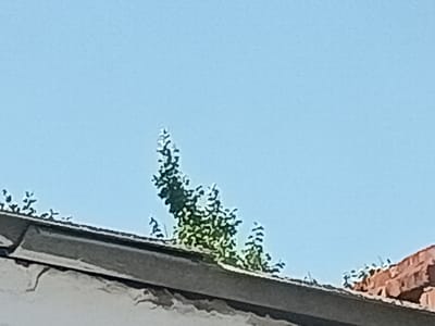 The media file shows a close-up view of a rooftop against a clear blue sky. The foreground is dominated by the edge of a gray roof, likely made of shingles or concrete tiles, with a lighter colored section beneath it. To the right, a portion of a red tiled roof is visible, suggesting a residential area.

Several green trees or bushes are growing over the gray roof, their foliage appearing lush and textured. Some of these plants seem to be quite tall, reaching upwards towards the sky. The sky itself is a uniform light blue, indicating it's daytime, likely with clear weather. There are no people or specific activities depicted in the image.

The perspective is from below, looking upwards at the rooftop and the sky. The overall impression is one of a sunny day, with vegetation encroaching on man-made structures. The image's detail level is somewhat softened, possibly due to a filter or the original image quality, giving it a slightly stylized appearance. No text is visible in the image. The provided location context of Tbilisskaya, Russia, suggests this scene is likely from a rural or suburban area in that region.