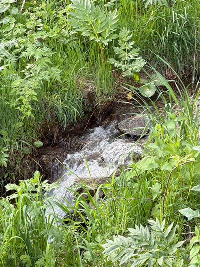 A small, narrow stream of water flows vertically through a dense patch of green vegetation. The stream appears to be passing over rocks or an uneven surface, creating a blurred, textured effect in the water. The surrounding vegetation includes various types of grasses and leafy plants, obscuring the edges of the stream. The image is shot from an overhead perspective.

There is no information in the image to suggest it is located in Lermontovo, Armenia, or about any people, subjects, objects, actions, or interactions.