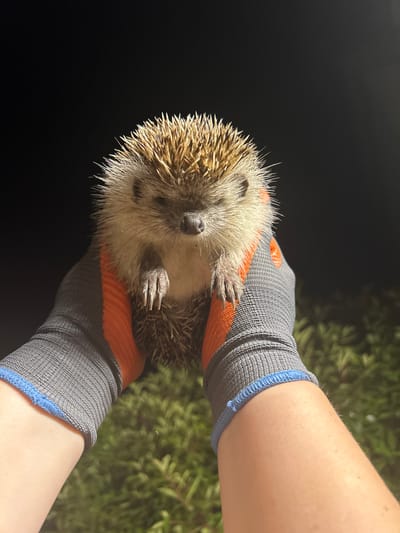 A close-up, eye-level shot shows a person wearing grey work gloves with orange and blue accents, holding a hedgehog. The hedgehog is positioned in the center of the frame, facing the viewer directly. Its quills are visible, and its small paws are extended. The background is dark, suggesting nighttime, with a blurred green foliage visible at the bottom of the image. The image appears to have been taken outdoors, possibly in a garden or natural area. There is no specific indication of the location within Slovenský Grob, Slovakia.