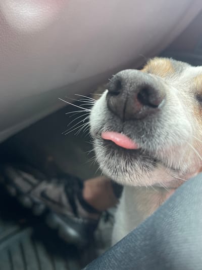 A close-up photograph depicts the snout of a dog, likely inside a vehicle. The dog's nose is prominent and wet, with a small pink tongue protruding slightly from its mouth. The dog has grey and white fur around its snout and brown fur on the top of its head. White whiskers are visible. The background is out of focus, showing a dark grey car seat and a small portion of what appears to be clothing. There is no evidence to suggest this photo was taken in Nikopol, Bulgaria. The breed of the dog is indeterminable.