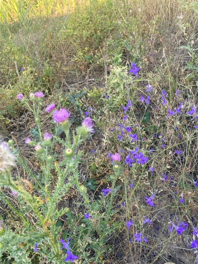 The image depicts a close-up view of a patch of wild flora, likely in a natural or semi-natural setting in the city of Mais'ke, Ukraine. The foreground is dominated by a prickly plant with spiky green leaves and several fuzzy purple flower heads, possibly a species of thistle. Interspersed among the thistles are numerous delicate, vibrant purple flowers with distinctive spur-like petals, which appear to be field delphiniums or larkspurs. The background consists of dry grasses, stems, and seed pods, suggesting a late summer or early autumn season. The ground is composed of dark soil and dried plant matter. There are no people or animals visible in the frame. The lighting suggests it is daytime, possibly late afternoon, with warm light illuminating the vegetation. The overall impression is one of natural, untamed growth.