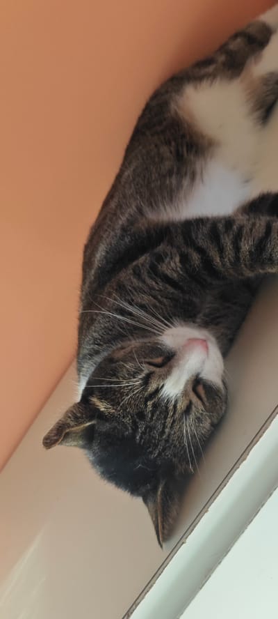 This is a vertical, close-up photograph of a domestic cat sleeping. The cat is a tabby with dark grey and black stripes on a lighter grey and white base coat. It is lying on its back, with its head tilted to the right. Its eyes are closed, and its pink nose is visible. Long white whiskers fan out from its muzzle. The cat's fur appears soft and fluffy.
The background is out of focus and appears to be a warm, peachy-orange wall on the left side of the image, and a light-colored surface, possibly a shelf or furniture, on the right. A slight shadow is cast by the cat onto the lighter surface. The lighting suggests it is daytime, with soft light illuminating the scene. The cat's relaxed posture and closed eyes indicate it is peacefully sleeping, conveying a sense of calm and contentment.
There is no visible text in the image. The context provided indicates the location is Ożarów Mazowiecki, Poland, which is a town in the Masovian Voivodeship. However, there are no specific visual cues within the image itself that directly point to this location.