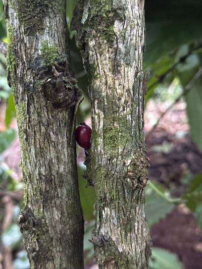 A close-up, vertical photograph taken in Cuôr Đăng B, Vietnam, depicts a deep reddish-purple, oval-shaped fruit, consistent with a ripe coffee cherry, partially visible within a narrow vertical gap between two tree trunks. Both tree trunks exhibit rough, textured bark in shades of gray and brown, extensively covered with patches of green moss and lighter-colored lichen. The ambient lighting suggests an outdoor natural setting. The background is softly blurred, showing indistinct green foliage and hints of brownish earth, consistent with a wooded area or agricultural plantation. No individuals, animals, or active interactions are present in the scene.