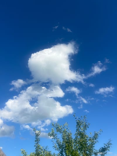 A bright, clear blue sky dominates the upper portion of the image, punctuated by several fluffy white clouds. In the lower part of the frame, the leafy green branches of a tree extend upwards, partially obscuring the sky. The scene suggests an outdoor environment, possibly a park or garden, under a sunny day. There are no people or specific buildings visible to indicate a precise city location, and therefore, no information about "Пигозино, Russia" can be extracted from the visual data.