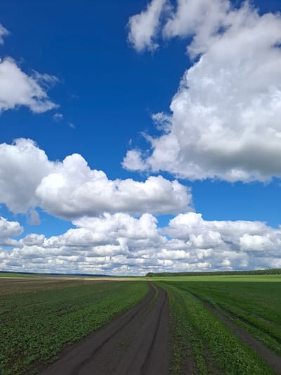 The image presents a landscape in Treshchevka, Russia, viewed from an unconventional angle, rotated 90 degrees clockwise. The sky occupies a significant portion of the image, displaying a deep blue hue dotted with large, puffy cumulus clouds. The land section reveals a green field bisected by a dirt track. The field's vegetation appears lush and cultivated. The dirt track runs parallel to the field's edge, exhibiting visible tire tracks, suggesting vehicle passage. A thin line of darker green, possibly trees, marks the horizon. The overall impression is a rural scene under a bright, partially cloudy sky.