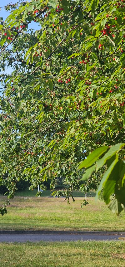 The image displays a vibrant outdoor scene in what is described as Bain-de-Bretagne, France, dominated by a mature cherry tree laden with numerous ripe red cherries and lush green leaves under a clear blue sky. The tree's branches and foliage fill the upper two-thirds of the frame, with sunlight illuminating the leaves and fruit, creating bright highlights and shadows. Below the tree canopy, a wide expanse of green and yellowish-green grass stretches horizontally, indicating a field or park area. A dark asphalt road with a distinct grey curb separates the grassy foreground from the more distant field. No individuals, animals, or vehicles are visible in the frame. The lighting suggests a bright, sunny day.
