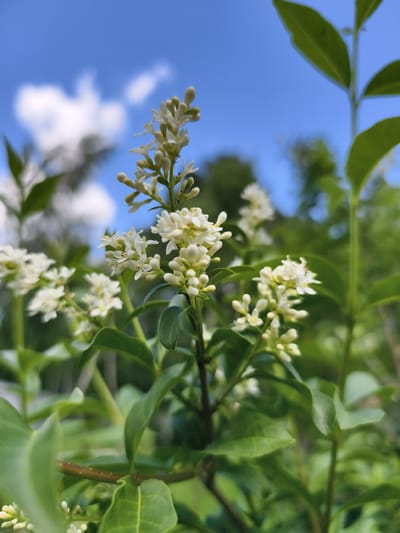 The image depicts a close-up view of a cluster of small white flowers with green leaves, set against a bright blue sky with scattered white clouds. The flowers are clustered together on a green stem, with some buds visible. The leaves are oval-shaped and a deep green color. In the background, out-of-focus trees and foliage suggest an outdoor setting. The lighting indicates it is daytime, likely sunny, with the sun positioned to create a bright, slightly diffused light on the flowers and leaves. There are no people or animals visible in the image. The overall impression is of a natural scene, possibly a garden or park, in Malaya Shil'na, Russia.