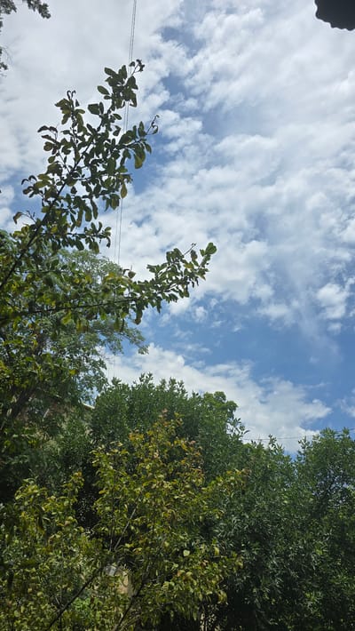 In Katta Chilanzar-2 MFY, Uzbekistan, a low-angle shot captures a vibrant scene dominated by lush green trees against a backdrop of a bright blue sky scattered with fluffy white clouds. The trees, densely packed, fill the lower half and left side of the frame, with some branches extending upwards, silhouetted against the sky. One prominent tree branch, with green leaves, juts out from the left side of the image, extending towards the upper right. Thin wires are visible against the sky, running horizontally across the frame. The overall atmosphere is one of natural beauty on a clear day.