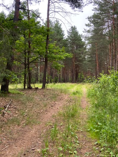 The image depicts a dirt path winding through a dense pine forest. The path, covered in loose soil and pine needles, is flanked on the left by tall, mature pine trees with brown bark. The trees form a thick canopy overhead, with dappled sunlight filtering through. On the right side of the path, the forest floor is covered in green grass and other low-lying vegetation, creating a striking contrast with the darker pines. The scene suggests a tranquil, natural setting, likely a rural area given the mention of Абідавіцкі сельскі Савет in Belarus. There are no people or visible objects other than the natural elements of the forest and path. The lighting suggests it is daytime, with overcast skies contributing to the diffused light. The overall impression is one of solitude and the quiet beauty of nature.