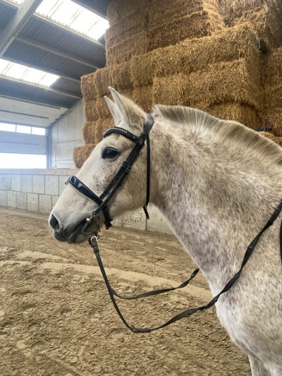 This image captures an indoor equestrian facility located in Pecq, Belgium. The primary subject is a dapple grey horse, positioned in profile facing left, occupying the central and left-forward areas of the frame. The horse is equipped with a black leather bridle featuring a browband adorned with small, clear studs or rhinestones, and a metal bit is visible in its mouth. Black reins hang loosely from the bit. The horse's coat exhibits a light grey base with darker dapple markings across its head, neck, and visible portion of its body.
The ground surface consists of compacted, light brown dirt or sand, showing numerous indentations and an uneven texture consistent with an arena floor. In the background, predominantly on the right side, a tall, dense stack of rectangular hay bales, golden-brown in color, rises towards the ceiling. The building's structure includes light-colored concrete block walls on the left, topped by a low partition. The roof is a corrugated metal design with translucent panels integrated, allowing natural light to illuminate the space. Visible structural beams support the roof. A brightly lit opening, likely a large doorway or window, is present in the far left background, revealing an indistinct exterior under an overcast sky. No human individuals are visible, and the scene depicts no specific dynamic action or interaction beyond the horse standing within the environment.