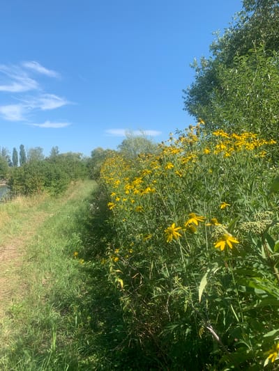 The image depicts a sunny outdoor scene with a bright blue sky and a few wispy white clouds. In the foreground, a dense patch of tall yellow flowers with dark centers dominates the right side of the frame, their petals pointing outwards. These flowers are growing amidst lush green foliage. To the left of the flowers, a dirt path runs alongside a grassy area. Beyond the path and flowers, a line of trees and bushes stretches across the middle ground, with more distant trees visible on the horizon. The overall environment suggests a natural setting, possibly a field or park in Pidhaichyky, Ukraine. There are no people or animals visible in the image, and no specific actions or interactions are depicted. The scene is static and focuses on the natural landscape under clear skies.