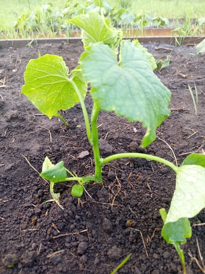 A close-up, eye-level outdoor shot shows a young cucumber plant with vibrant green leaves emerging from dark, moist soil. The plant has a central stem with several leaves, some of which are large and broad, while others are smaller and newer. Water droplets glisten on the surface of the leaves, indicating recent watering or dew. The soil is rich and appears to be part of a garden bed, with small twigs and debris scattered on its surface. In the background, out of focus, is more greenery, possibly other plants or grass, and the edge of a wooden garden border. The overall impression is one of growth and a natural, cultivated environment. The location is specified as Vilshany, Ukraine.